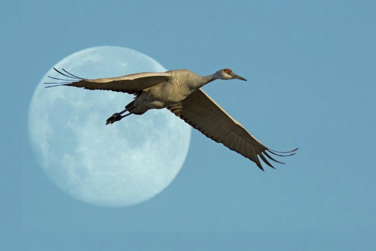 Crane and Moon
